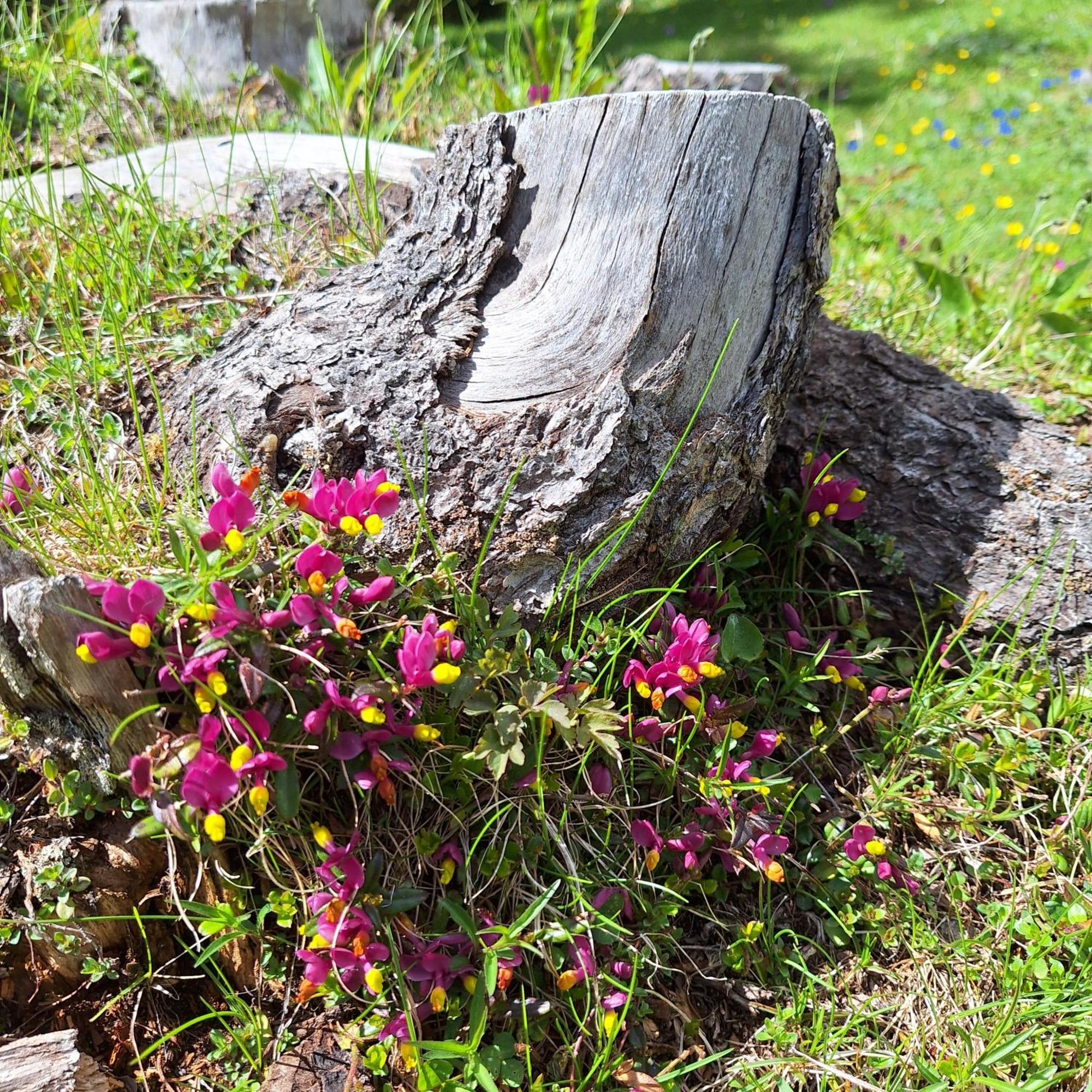 Apartment Romana Selva di Val Gardena Dış mekan fotoğraf