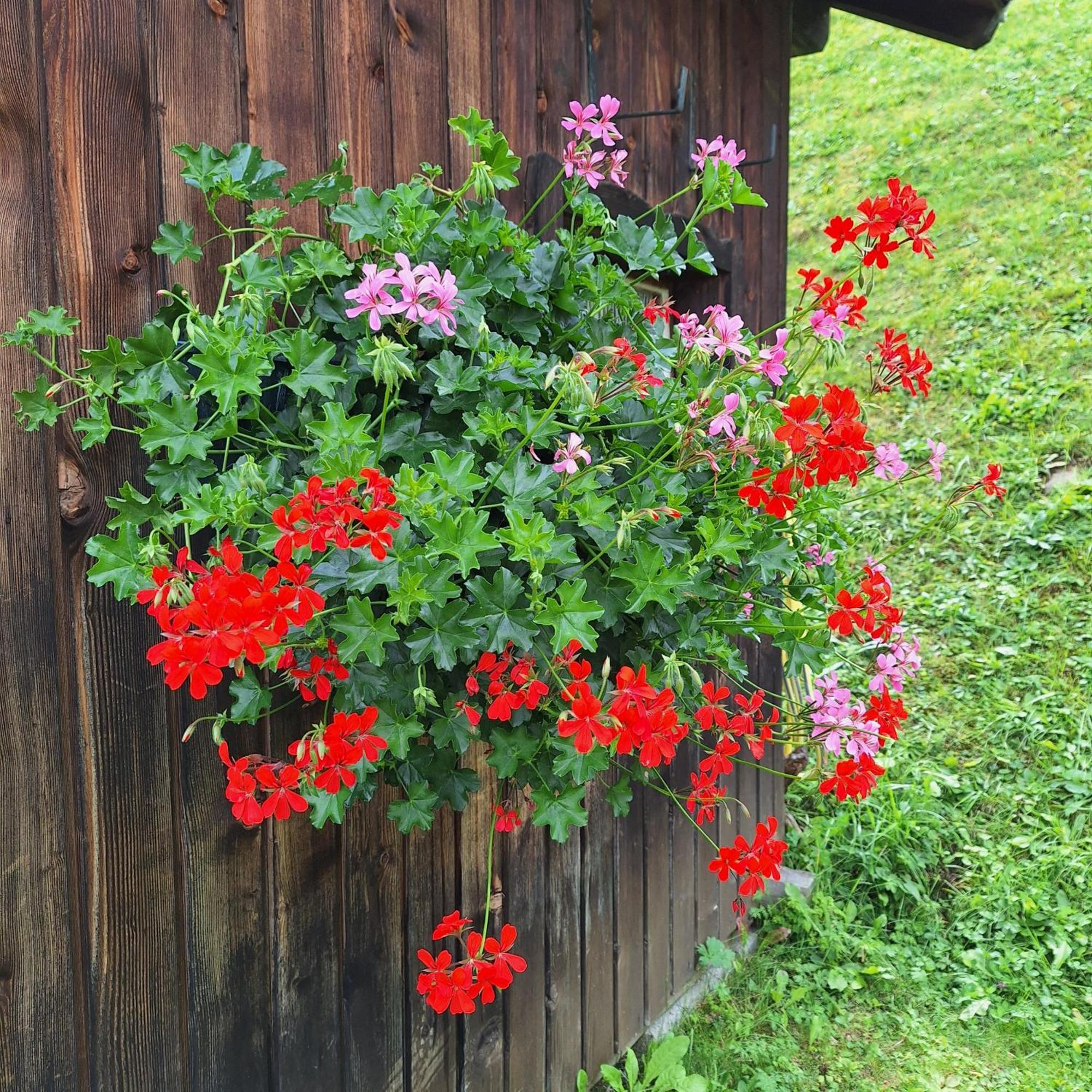 Apartment Romana Selva di Val Gardena Dış mekan fotoğraf